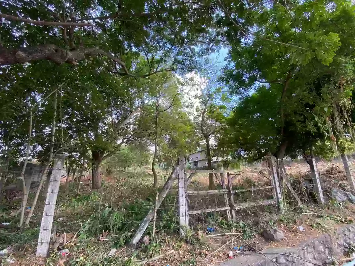 For Sale: Agricultural Lot in Masaplod Sur, Dauin — 3185 sqm — Agricultural Lot in Dauin, Negros Oriental, 6217 — Photo 3