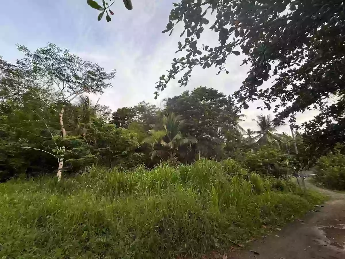 For Sale: Agricultural Lot in Poctoy, Surigao City — 15058 sqm — Agricultural Lot in Surigao City, Surigao del Norte, 8400 — Photo 2