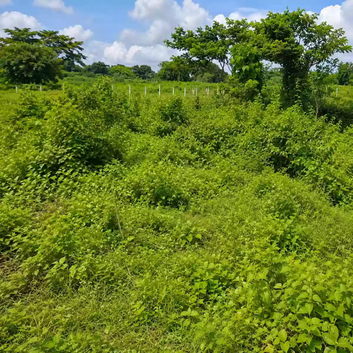 Rush Sale: 69,879 SQM INDUSTRIAL LAND BELOW ZONAL VALUE Strategically Located Along Crisanto M. De Los Reyes Avenue, General Trias, Cavite — Industrial Lot in Gen. Trias, Cavite, 4107 — Photo 7