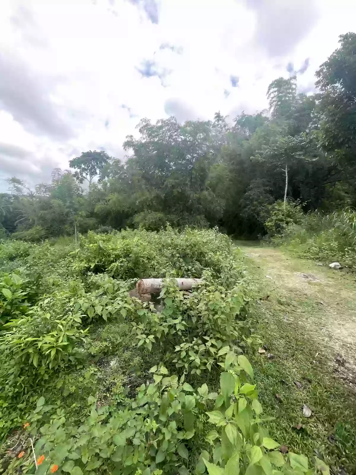 For Sale Agricultural Lot in Panubtuban, Dauin — 7,130 sqm — Agricultural Lot in Dauin, Negros Oriental, 6217 — Photo 4