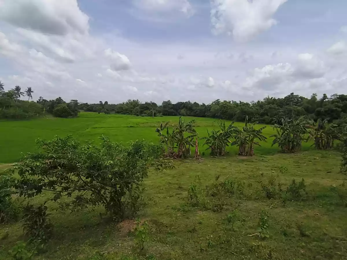 Farm Lot For Sale for only 140 pesos per sqm — Agricultural Lot in San Miguel, Bohol, 6323 — Photo 5