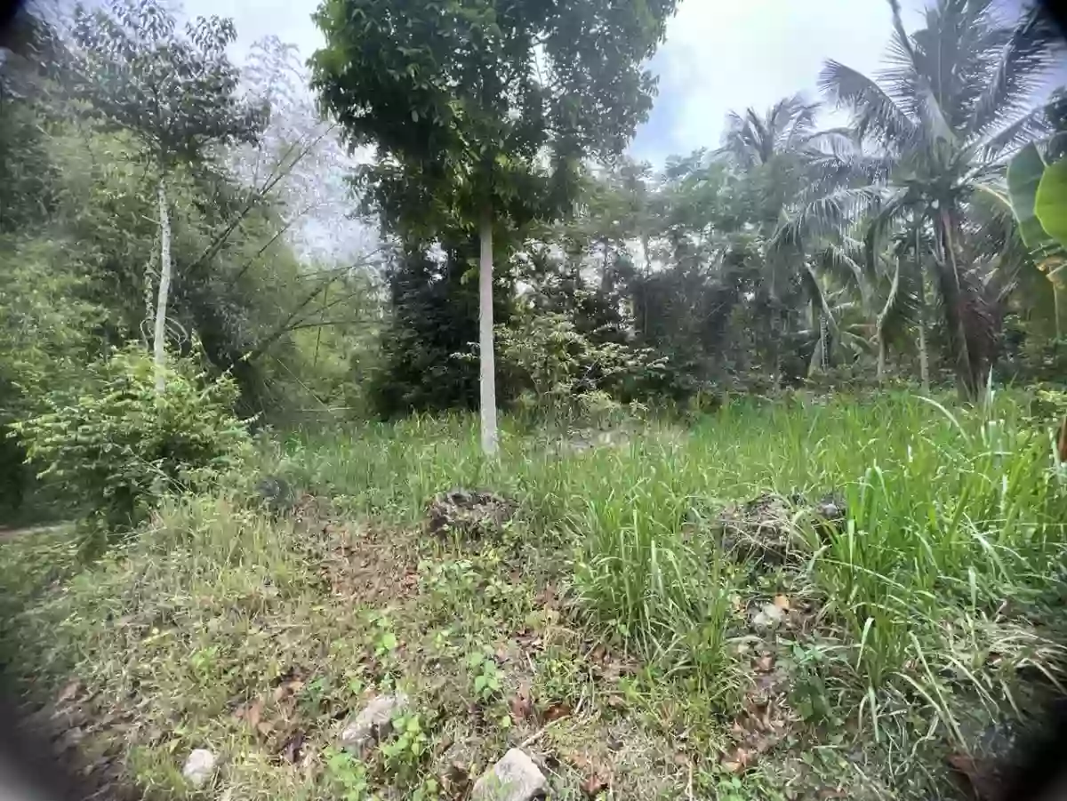 For Sale Agricultural Lot in Panubtuban, Dauin — 1780 sqm — Agricultural Lot in Panubtuban, Dauin, Negros Oriental — Photo 2