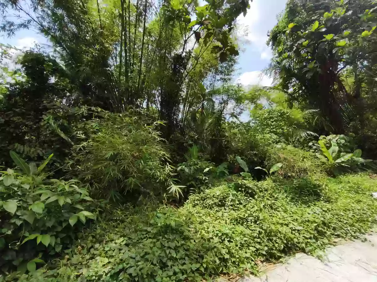 2000 sqm Agricultural Lot for Sale in Cancaraja, Pastrana — Farming Use — Agricultural Lot in Pastrana, Leyte, 6514 — Photo 3