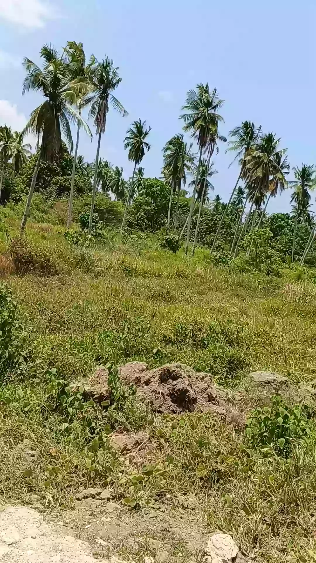 For Sale: Agricultural Lot in Pamuanon, Matiao, Mati City — 89,678 sqm — Agricultural Lot in Matiao, Mati, Davao Oriental — Photo 5