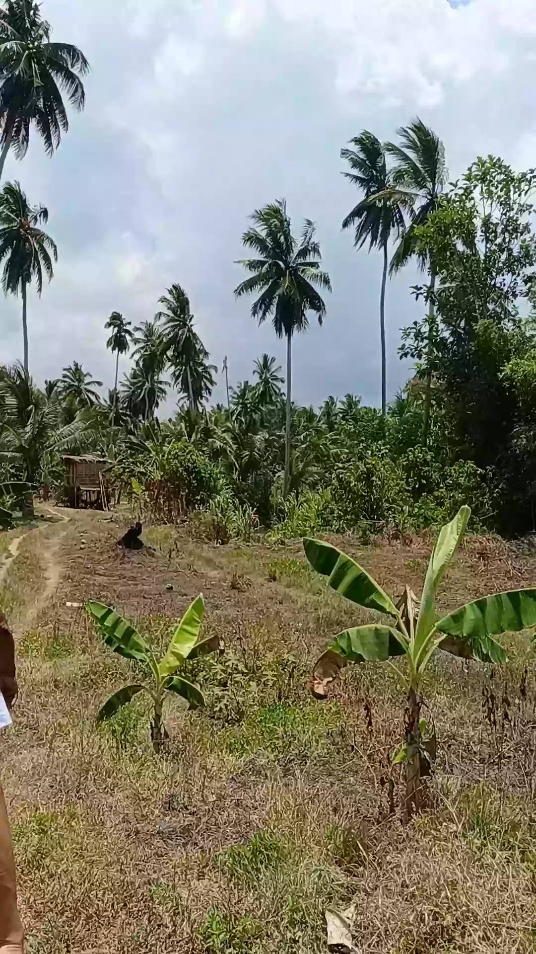 For Sale: Agricultural Lot in Tuatua, Matiao, Mati City — 60,316 sqm — Agricultural Lot in Matiao, Mati, Davao Oriental — Photo 4