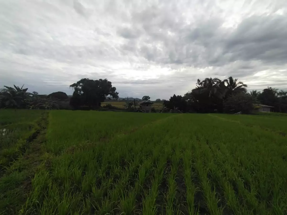 For Sale: Agricultural Lot in Imbatug (Pob.), Balungon, Bukidnon — Farming Parcel — Agricultural Lot in Balungon, Bukidnon, 8707 — Photo 3