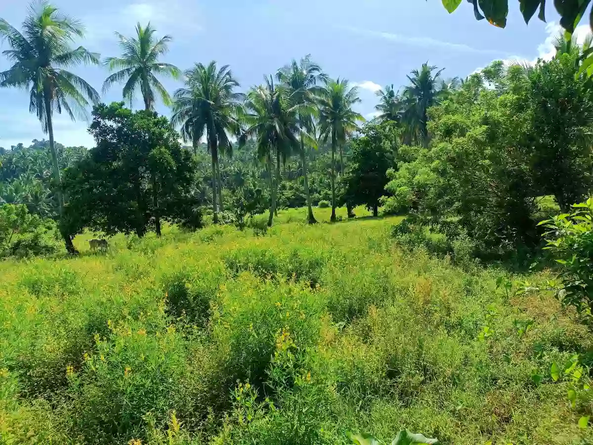 For Sale: Agricultural Lot in Inalig, Atimonan, Quezon — 5815 sqm