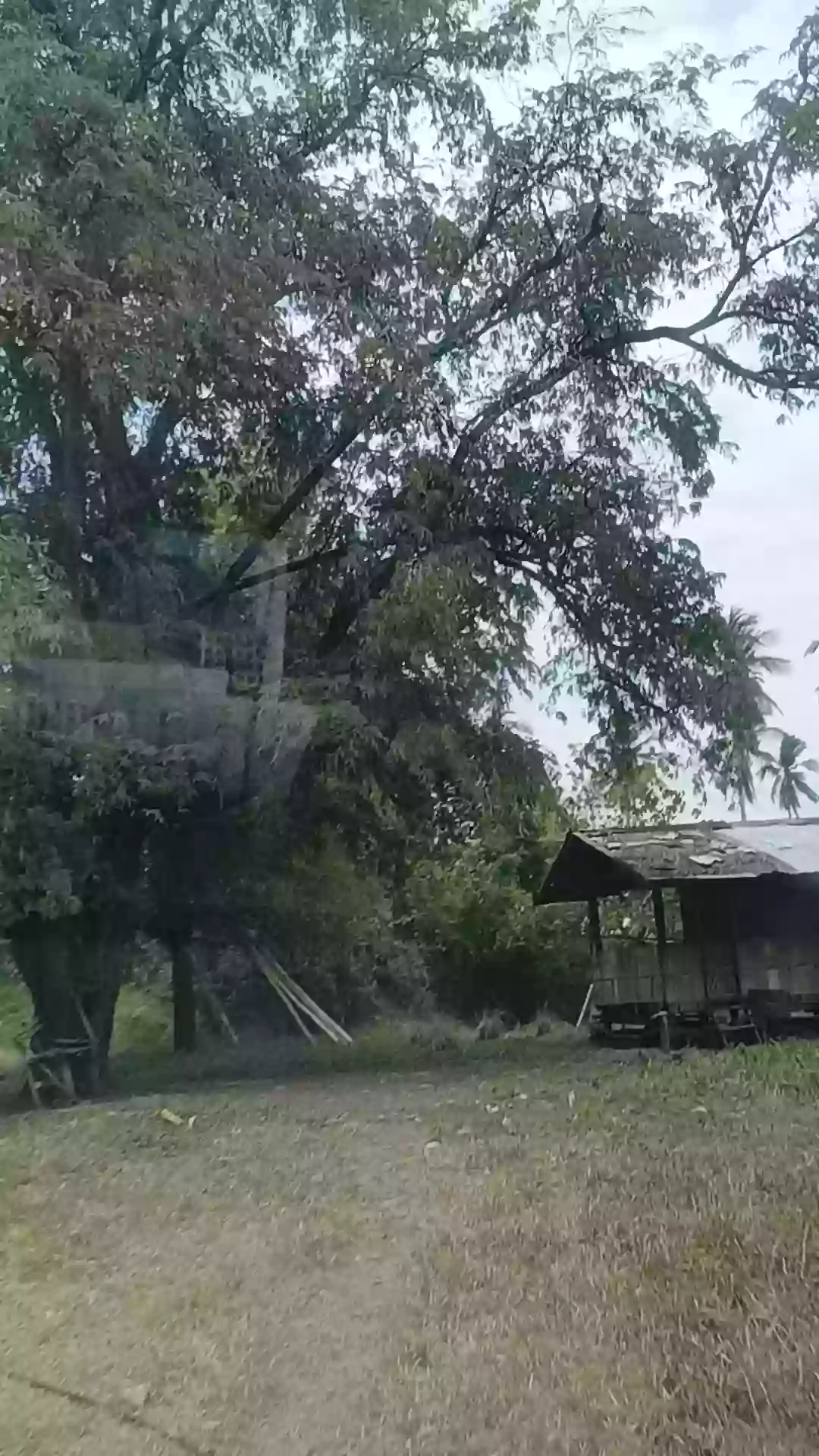 For Sale: Agricultural Lot in Pamuanon, Matiao, Mati City — 89,678 sqm — Agricultural Lot in Matiao, Mati, Davao Oriental — Photo 7
