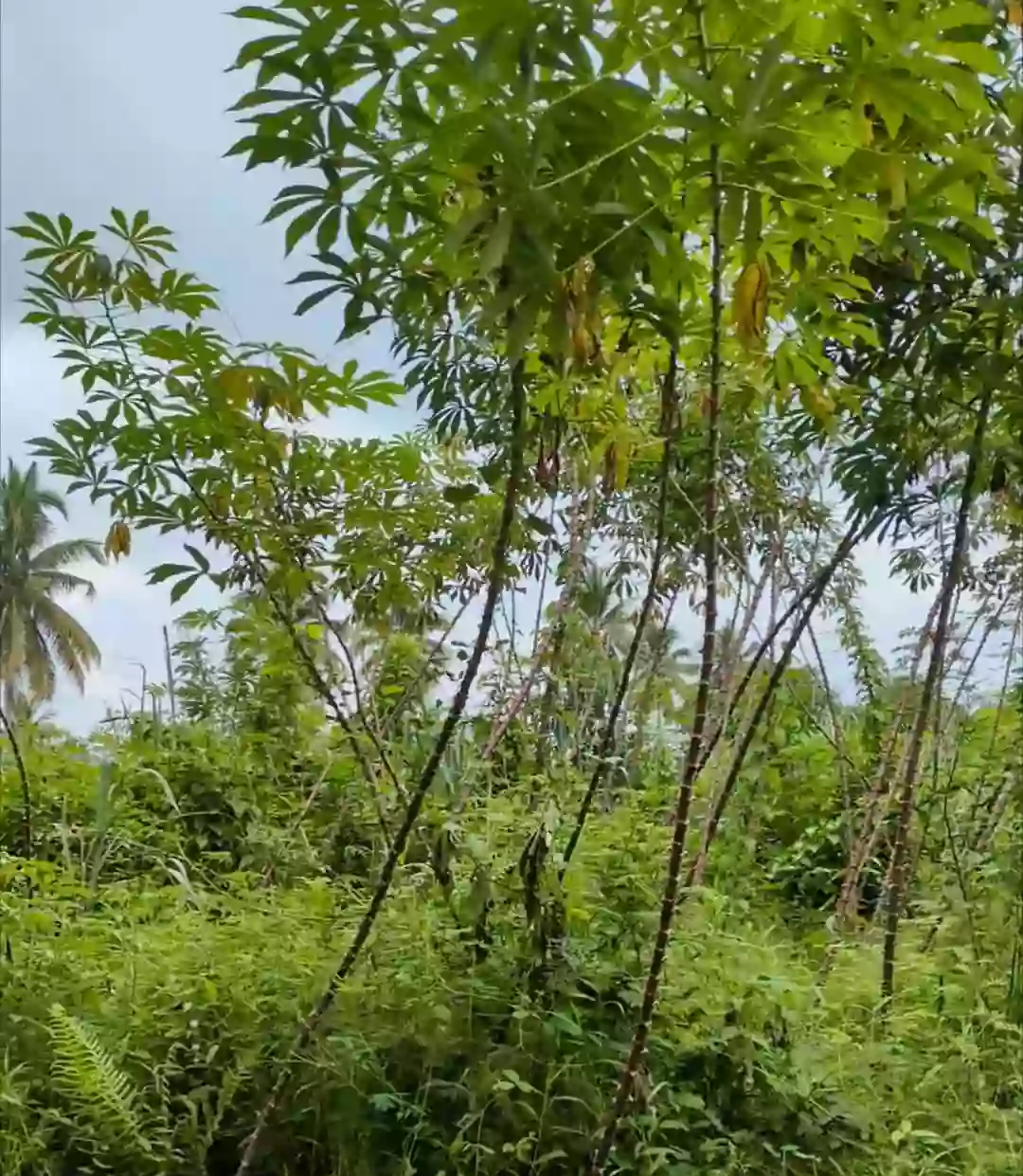 For Sale: Agricultural Lot in Wines, Davao City — 4,100 sqm — Agricultural Lot in Davao City, Davao del Sur, 8000 — Photo 4