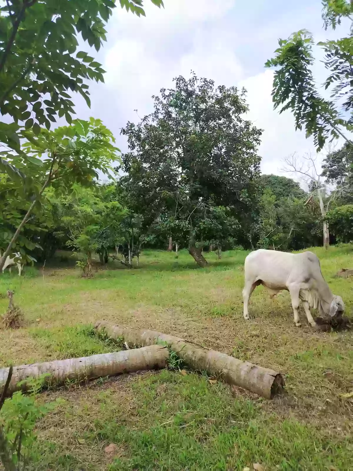 For Sale: Pasong Langka Residential Lot in Silang — 500 sqm Investment