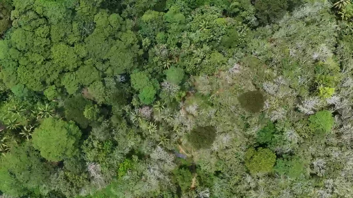 For Sale: Agricultural Lot in Katipunan, Bayugan City — 20172 sqm — Agricultural Lot in Bayugan City, Agusan del Sur, 8502 — Photo 2