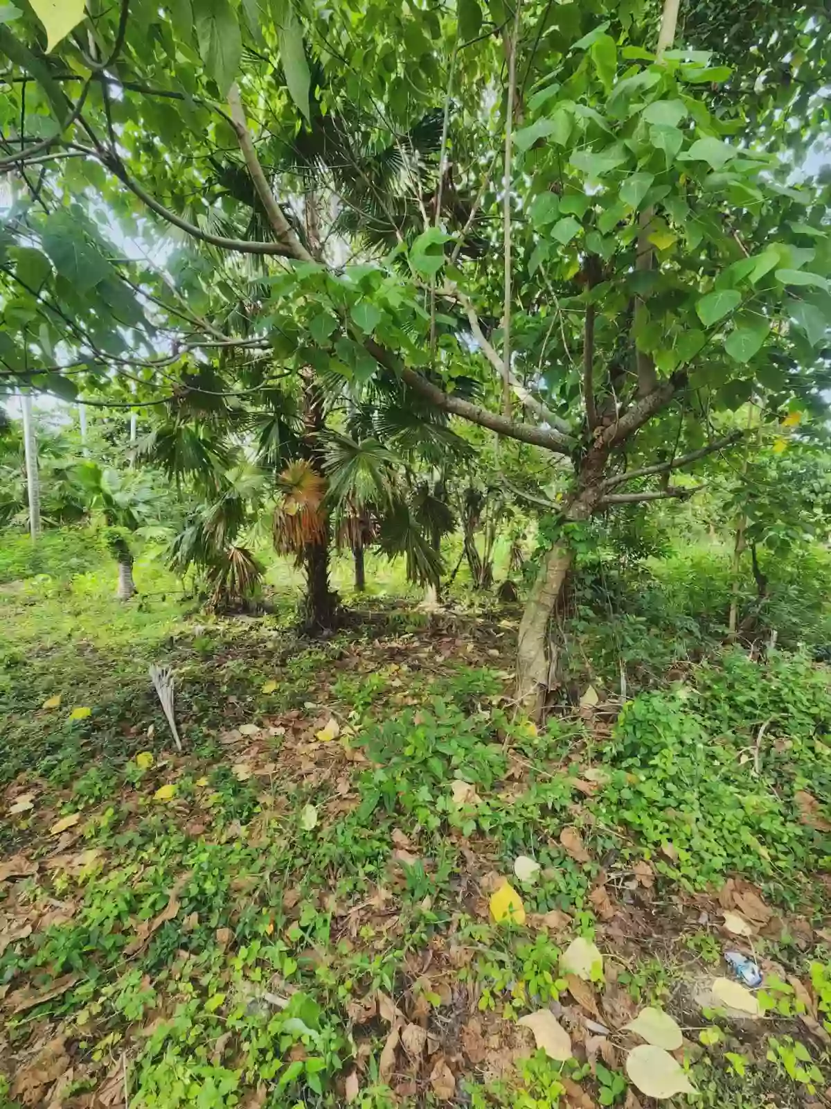 170 sqm RESIDENTIAL LOT FOR SALE - SOCCSKSARGEN — Residential Lot in Katangawan, Gen. Santos City, South Cotabato — Photo 3