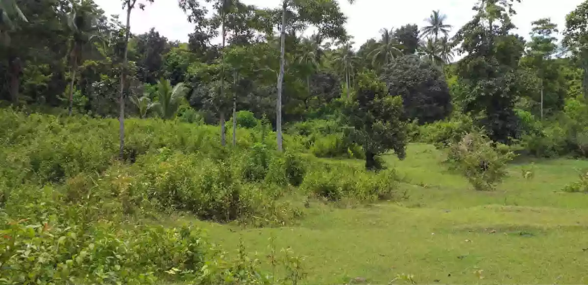 Agricultural Lot for Sale Near Camp Serenity, Nueva Valencia — Calaya — Agricultural Lot in Nueva Valencia, Guimaras, 5046 — Photo 2