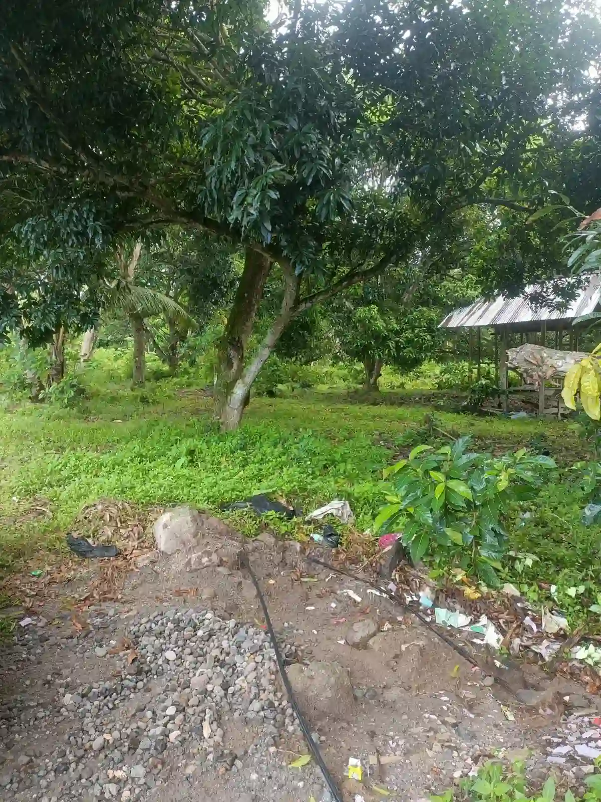 For Sale: Residential Lot in Balayagmanok, Bacung — 10957 sqm — Residential Lot in Bacung, Negros Oriental, 6216 — Photo 6