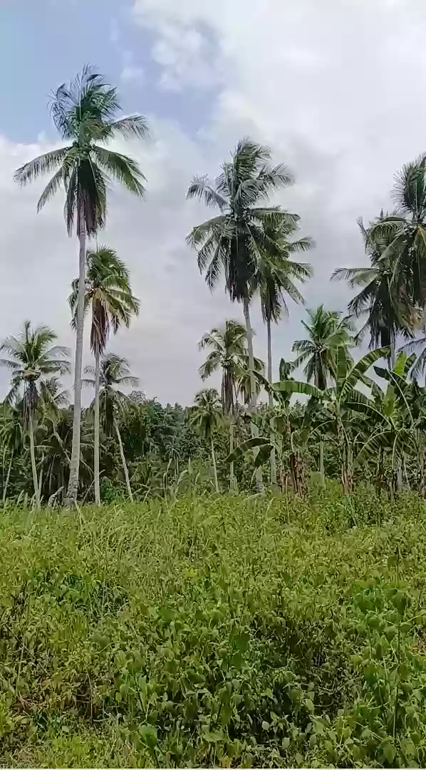 For Sale: Agricultural Lot in Pamuanon, Matiao, Mati City — 89,678 sqm — Agricultural Lot in Matiao, Mati, Davao Oriental — Photo 4