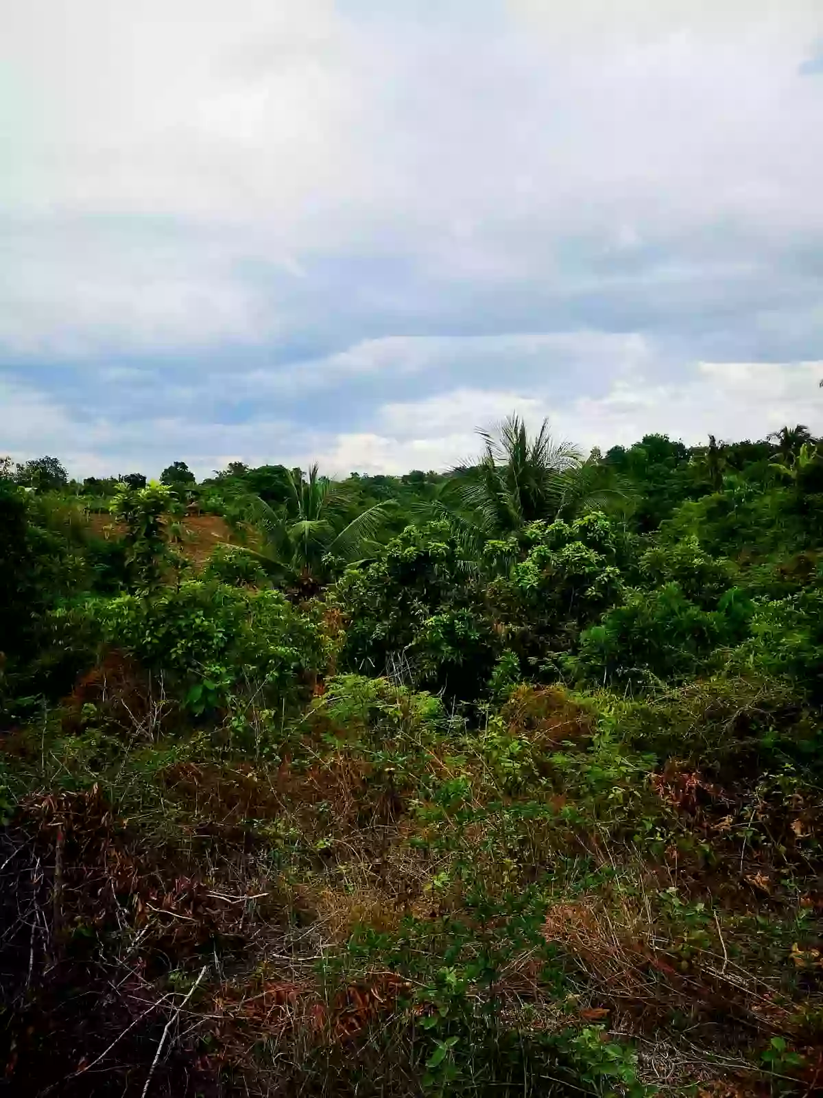 16730 sqm Agricultural Lot for Sale Near Divine Mercy Shrine, El Salvador — Agricultural Lot in El Salvador, Misamis Oriental, 9017 — Photo 3