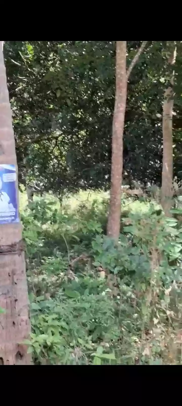 For Sale: Residential Lot in Poblacion II, Dauin, Negros Oriental — 4000 sqm — Residential Lot in Poblacion II, Dauin, Negros Oriental — Photo 2