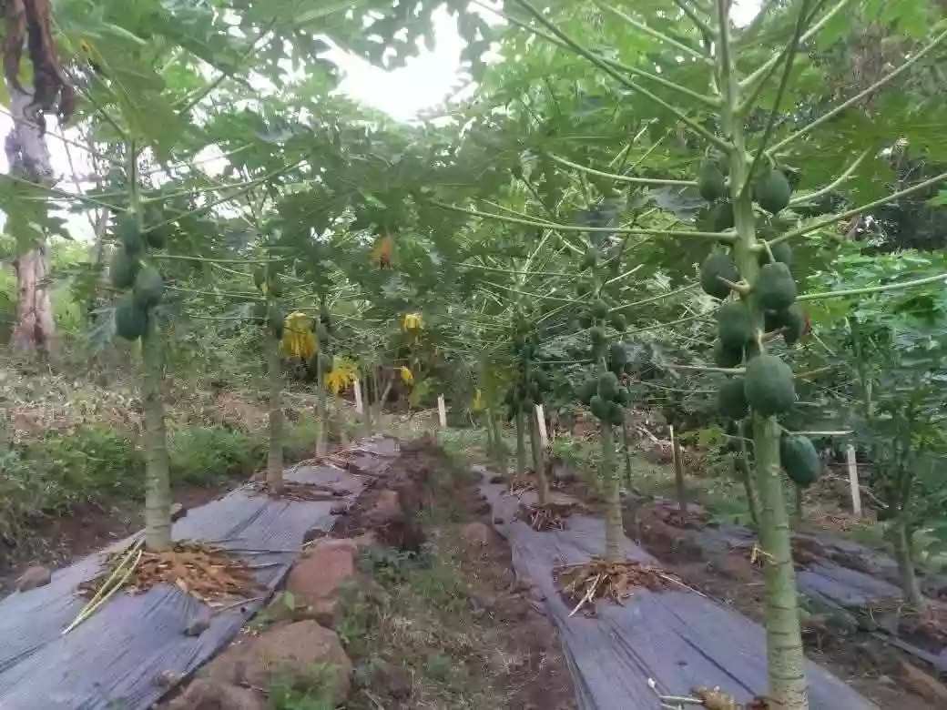 Agricultural Lot for Sale in Calabnugan, Sibulan — 2595 sqm