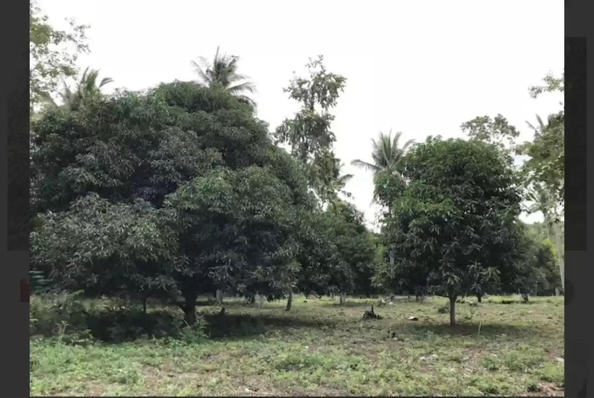 Beach lot Property — Beach Lot in Kamanga, Maasim, Sarangani — Photo 6