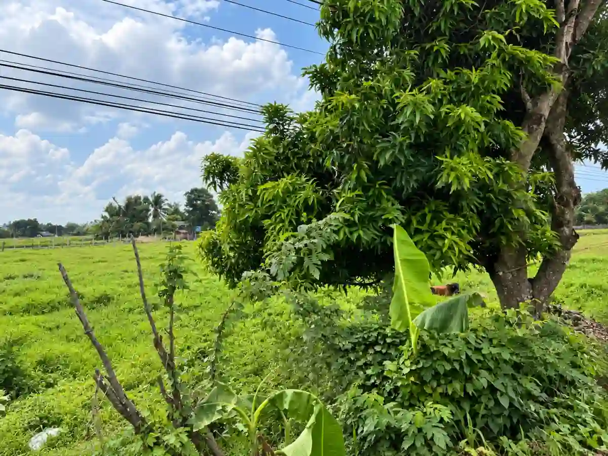 For Sale: Residential Lot 2,000 sqm in Himaao, Pili — Residential Lot in Pili, Camarines Sur, 4418 — Photo 3