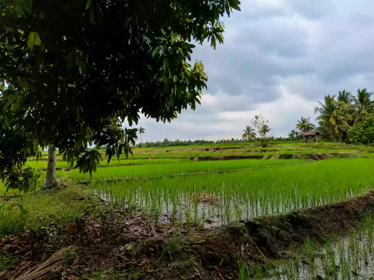 For Sale: Agricultural Lot in Matti, Digos — 40000 sqm along road — Agricultural Lot in Digos, Davao del Sur, 8002 — Photo 4