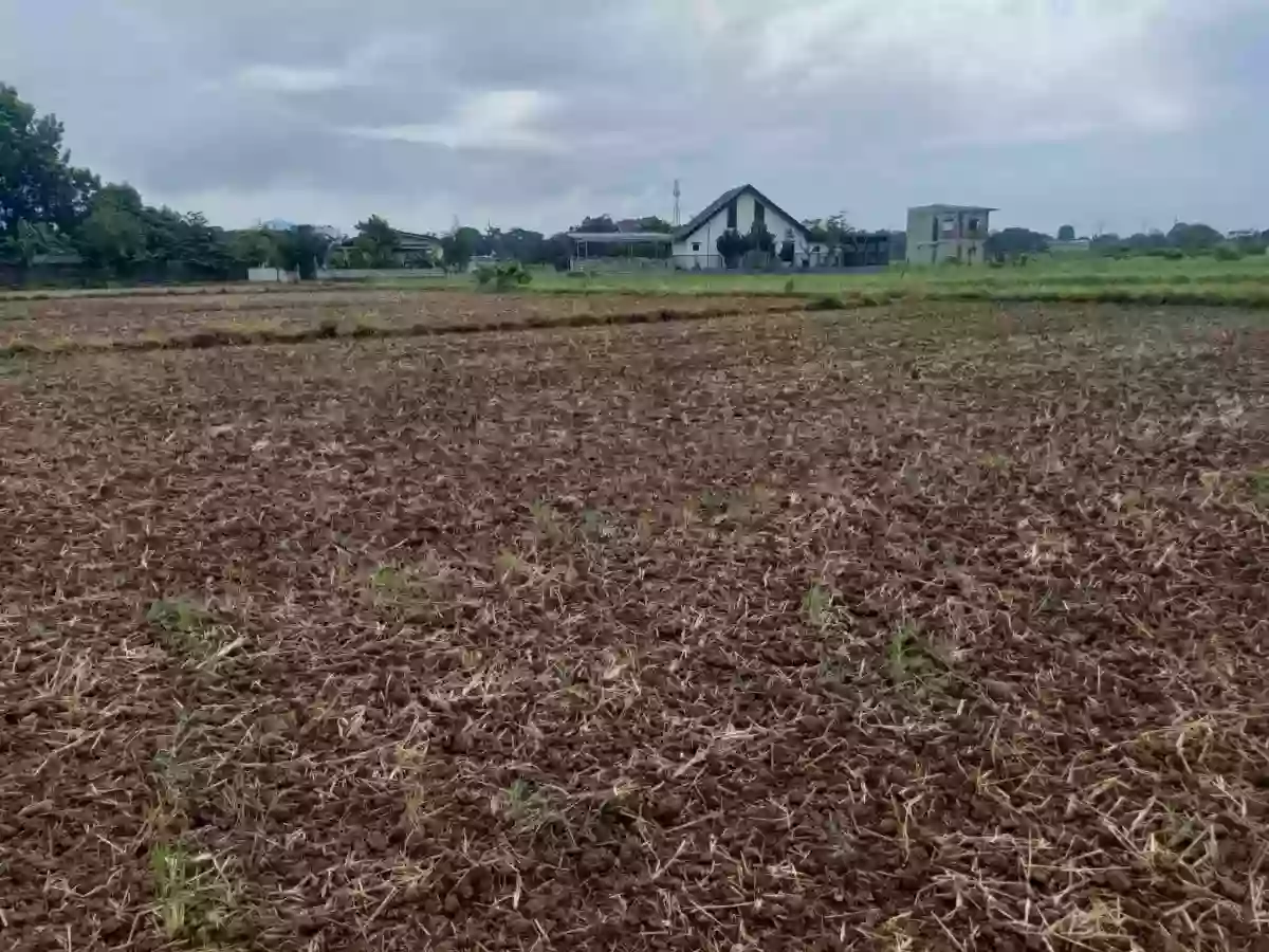 For Sale: Agricultural Lot in Bintog, Plaridel — 3000 sqm — Agricultural Lot in Plaridel, Bulacan, 3004 — Photo 4