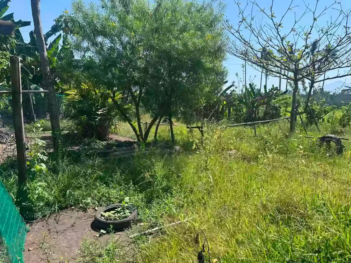 Rush Sale: Residential Lot in Alangilan, Bacolod City — 1585 sqm — Residential Lot in Alangilan, Bacolod City, Negros Occidental — Photo 6