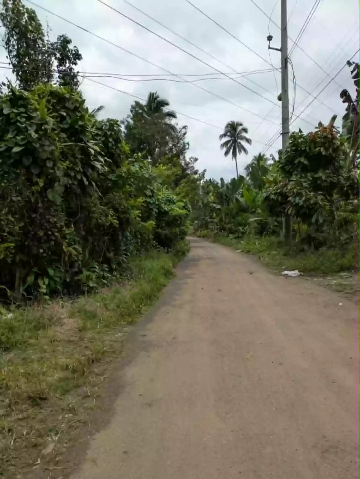 For Sale: Agricultural Lot in Wines, Davao City — 4,100 sqm — Agricultural Lot in Davao City, Davao del Sur, 8000 — Photo 3
