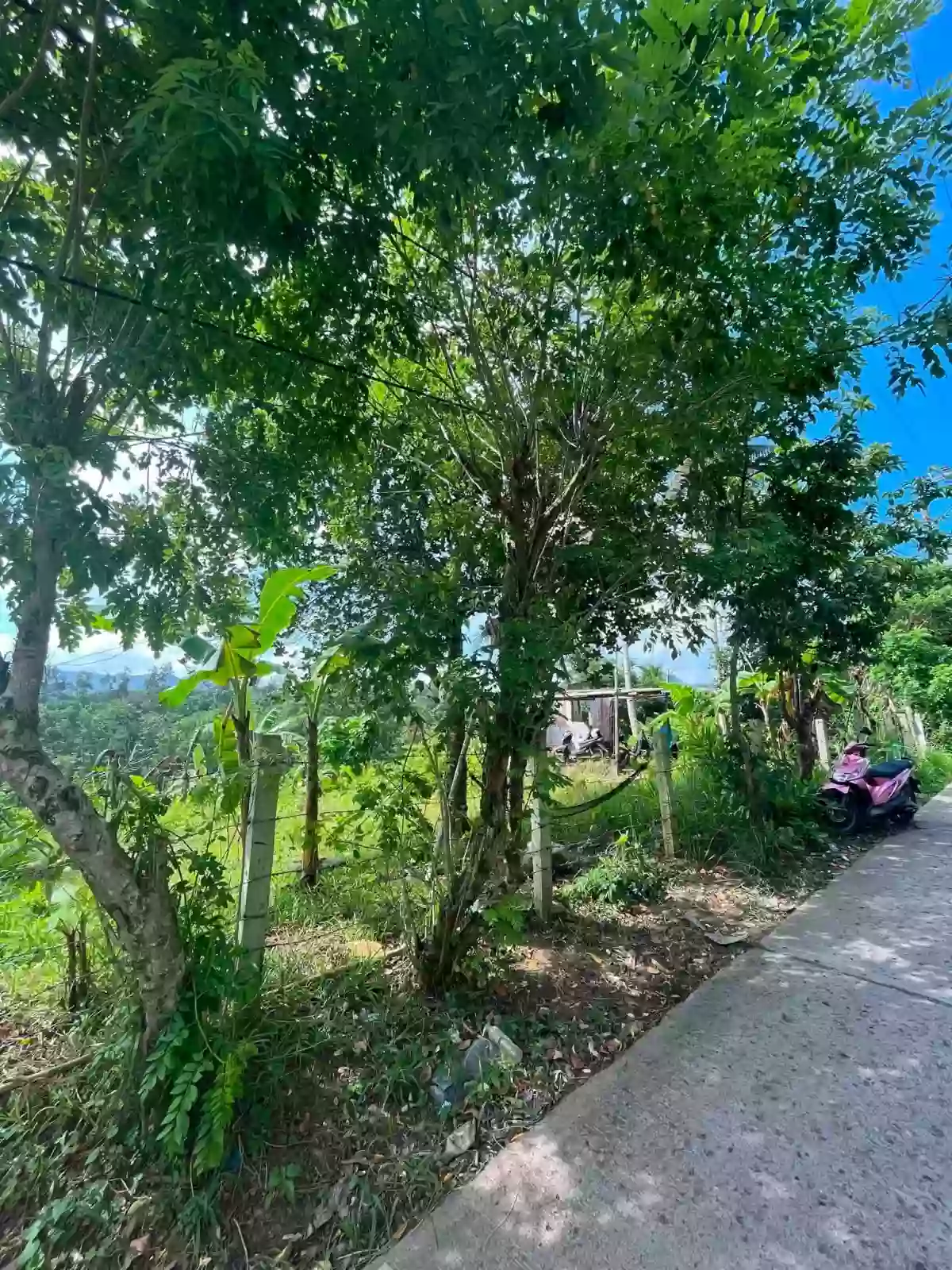 ๐ฅ FOR SALE | TITLED MOUNTAIN LOT IN CEBU CITY ๐ฅ ๐ Brgy. Bonbon, Cebu City (Accessible via Busay / Transcentral Highway) โ Agricultural Lot in Cebu City, Cebu, 6000 โ Photo 2