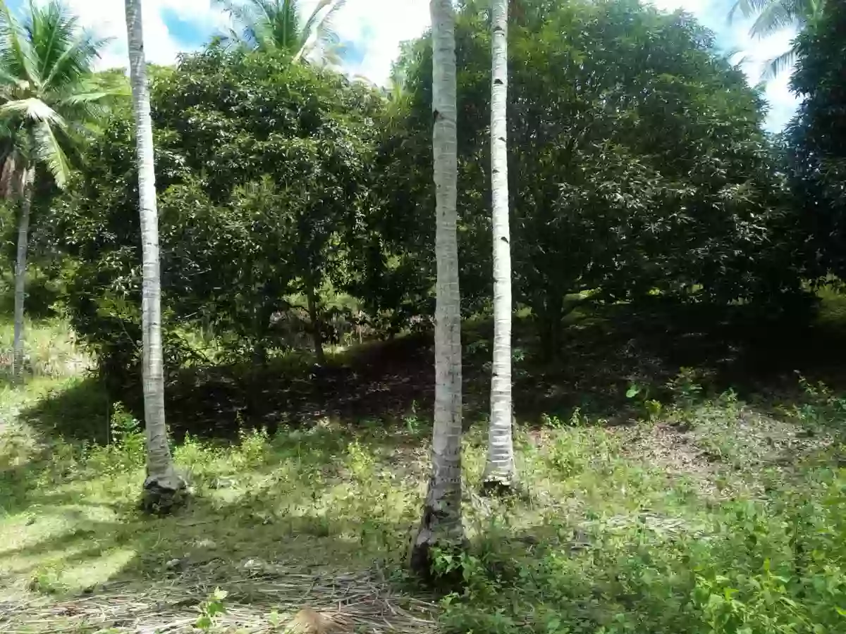 For Sale: Agricultural Lot in Linangkayan, Naawan — 65393 sqm — Agricultural Lot in Naawan, Misamis Oriental, Linangkayan — Photo 2