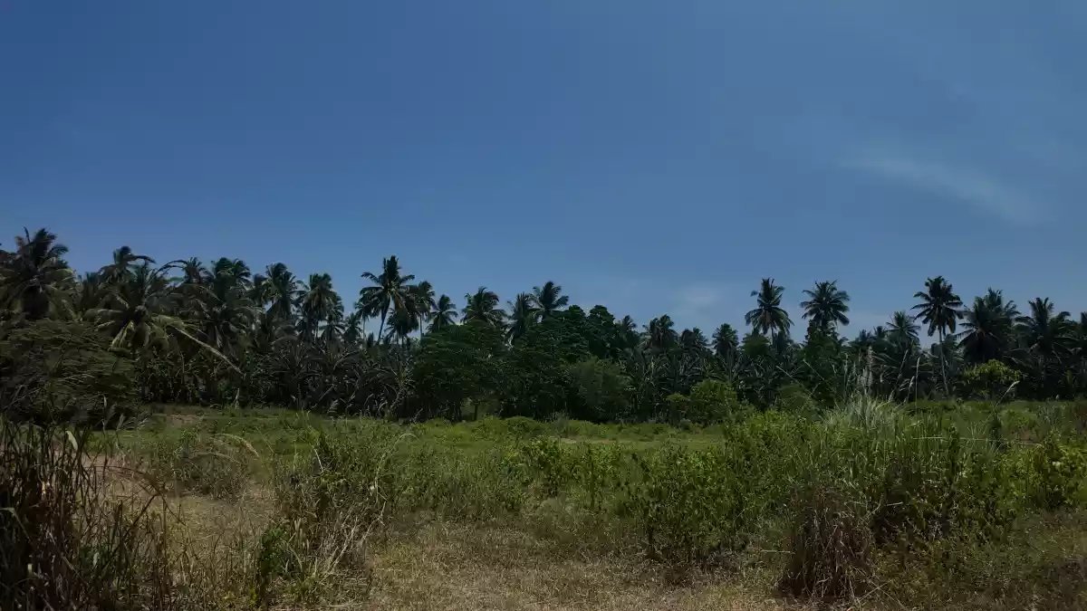 For Sale: Agricultural Lot in Domolok, Alabel — 117,000 sqm — Agricultural Lot in Domolok, Alabel, Sarangani — Photo 4