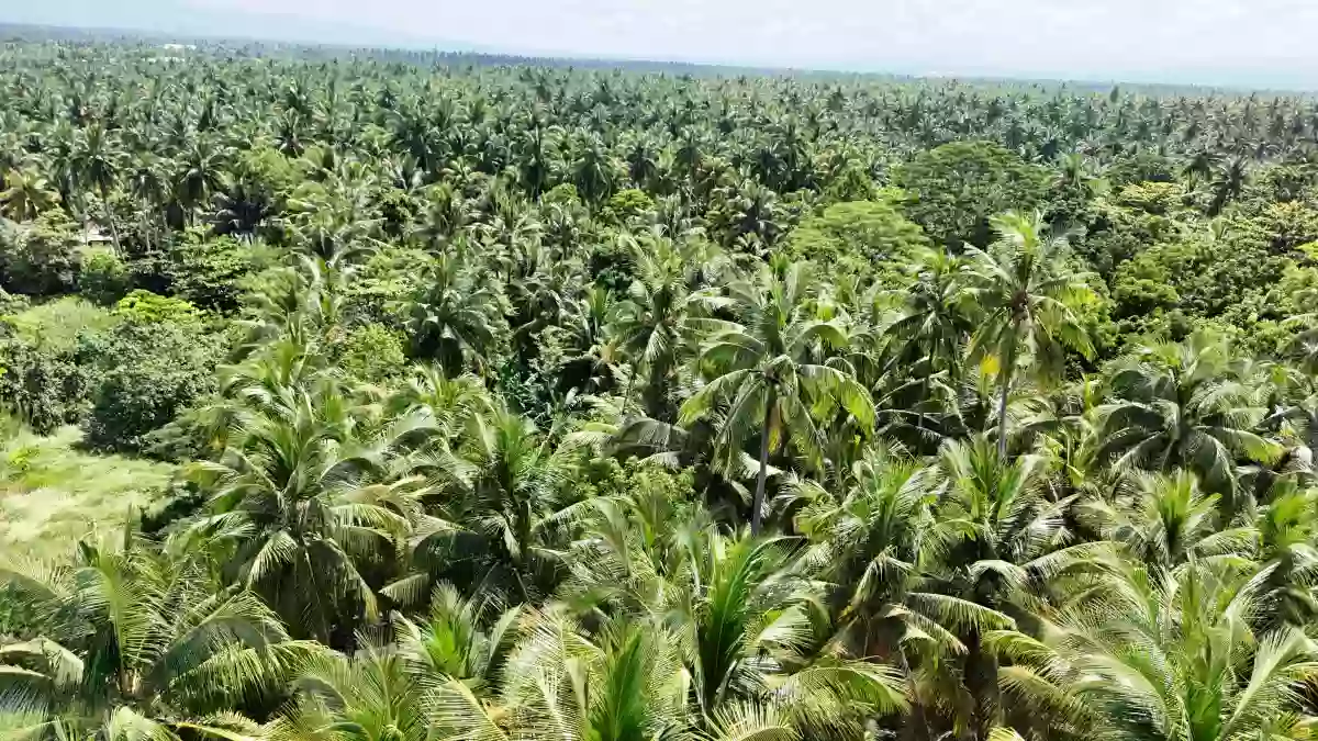 Rush Sale: Prime 3,500 SQM Lot in Lagao, General Santos City — Residential Lot in Katangawan, Gen. Santos City, South Cotabato — Photo 4