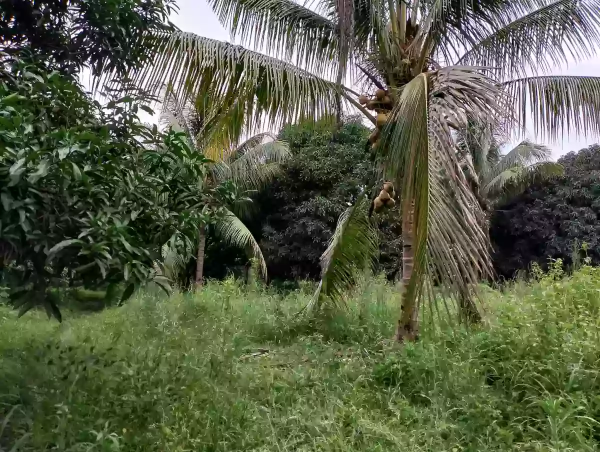 For Rent: Agricultural Lot in Upper Klinan, Polomolok — 10000 sqm — Agricultural Lot in Polomolok, South Cotabato, 9504 — Photo 5
