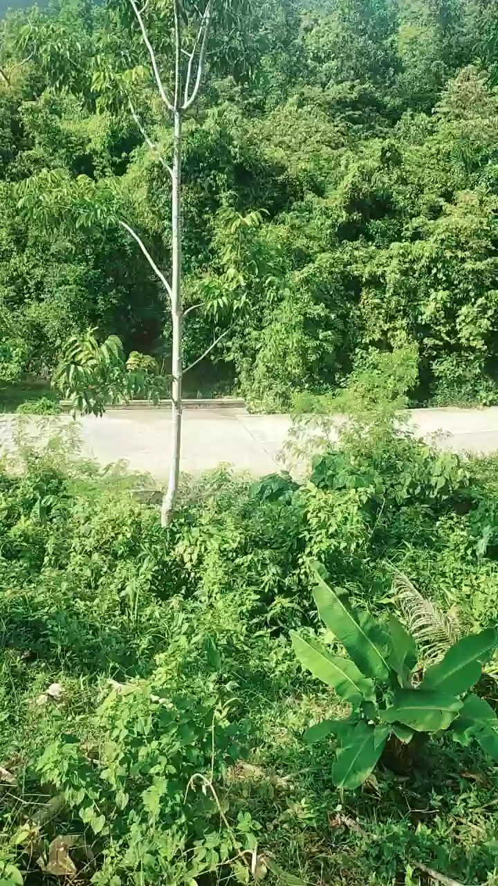 For Sale: Agricultural Lot in Bacungan, Puerto Princesa City — 45000 sqm — Agricultural Lot in Bacungan, Puerto Princesa City, Palawan — Photo 6