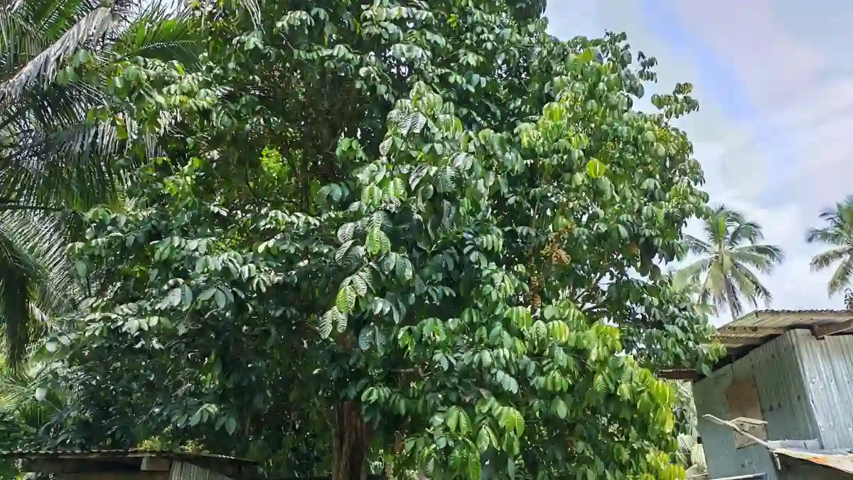 Open photo 16 of 25 — For Sale: Agricultural Lot in Polonuling, Tupi — 20000 sqm