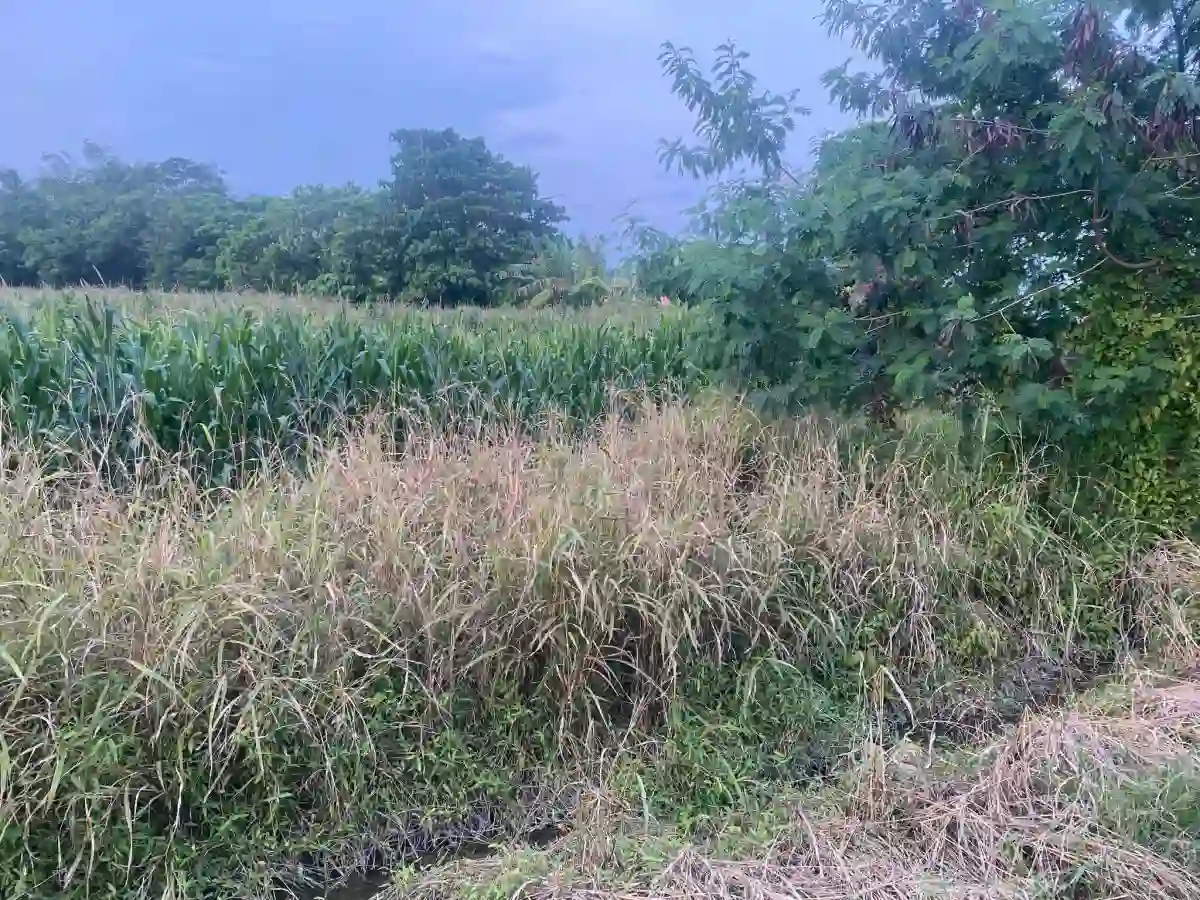 For Sale: Residential Lot Near ACE hospital, General Santos City — 59000 sqm — Residential Lot in General Santos City, South Cotabato, 9500 — Photo 4