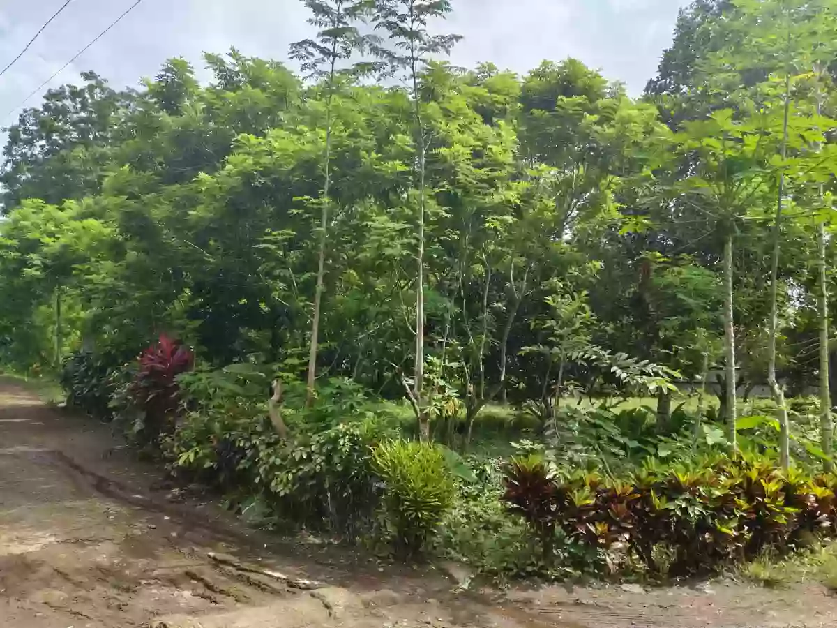 For Sale: Calinan (Pob.) Residential Lot in Davao City — Near School — Residential Lot in Calinan (Pob.), Davao City, Davao del Sur — Photo 4