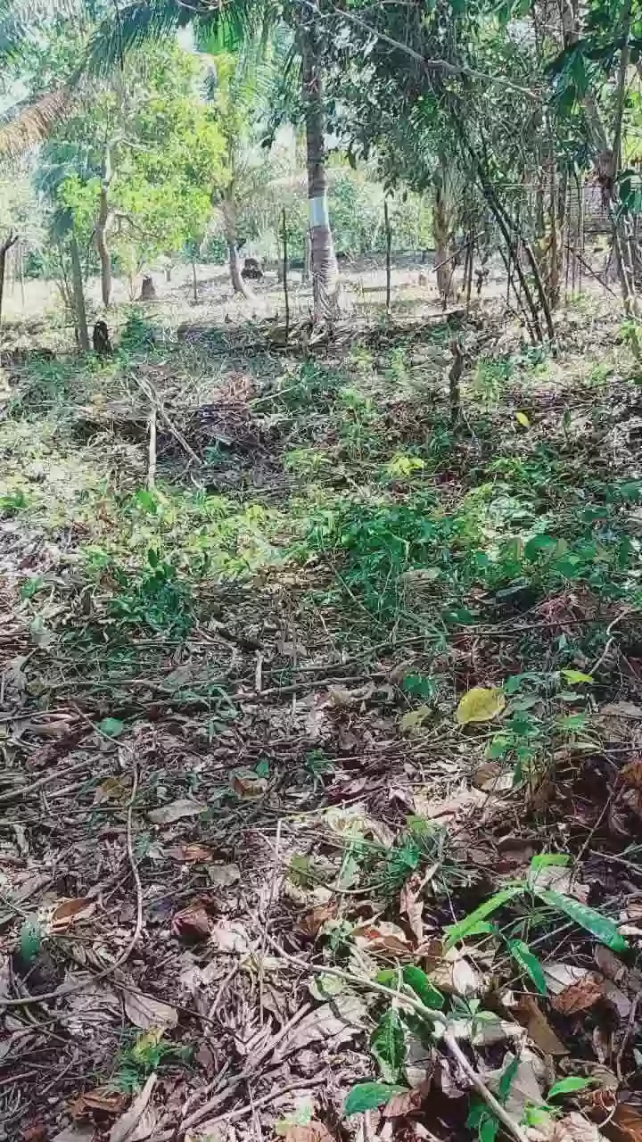 For Sale: Farm Lot in Brgy. Simpocan, Puerto Princesa City —450 per sqm sqm — Agricultural Lot in Simpocan, Puerto Princesa City, Palawan — Photo 3