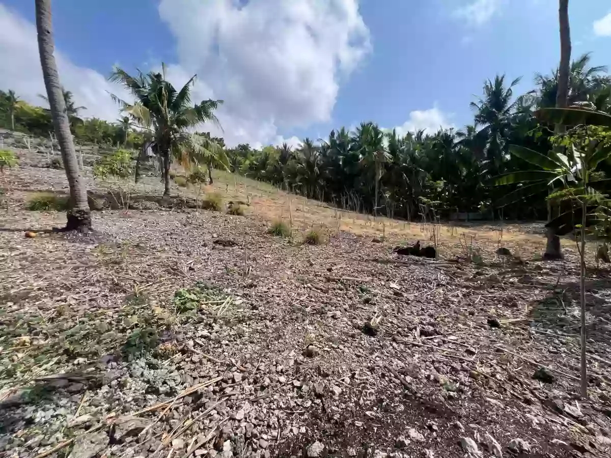 Lot in Poblacion Oslob — Agricultural Lot in Oslob, Cebu, 6025 — Photo 5