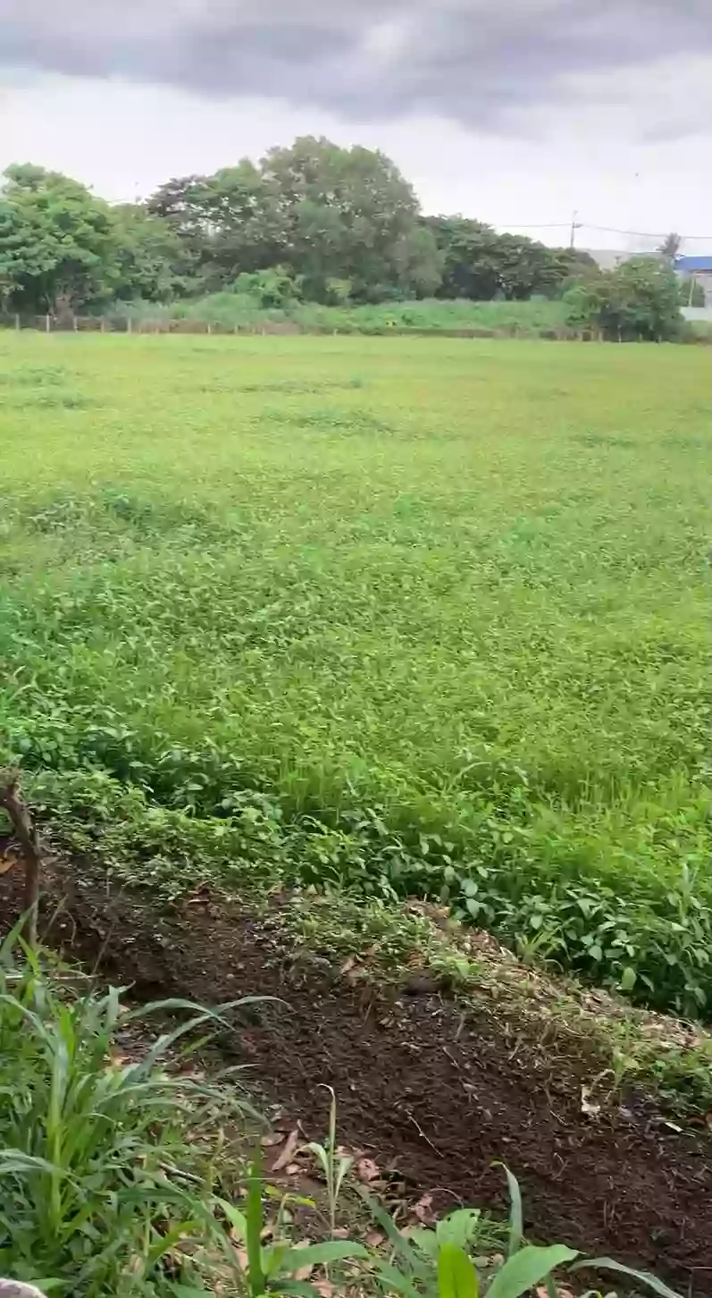 For Sale 11,851 sqm. Agricultural Lot — Agricultural Lot in Plaridel, Bulacan, 3004 — Photo 5