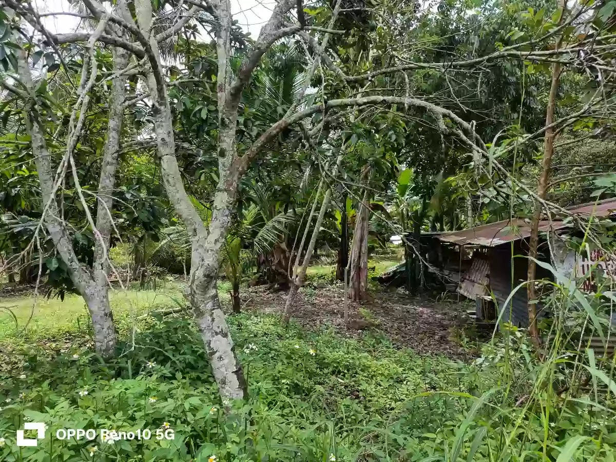 FARM LOT FORSALE — Agricultural Lot in Polomolok, South Cotabato, 9504 — Photo 3