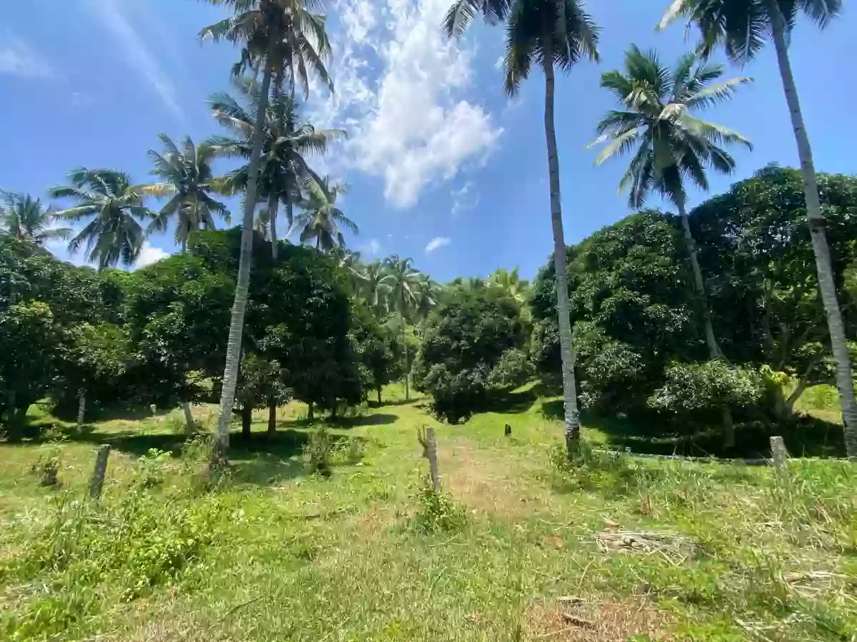 For Sale: Agricultural Lot in Carpenter Hill, Koronadal — 28681 sqm — Agricultural Lot in Koronadal, South Cotabato, 9506 — Photo 6