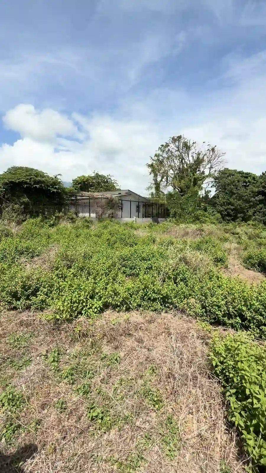 For Sale: Residential Lot in Masaplod, Dauin — 4997 sqm — Residential Lot in Dauin, Negros Oriental, 6217 — Photo 6