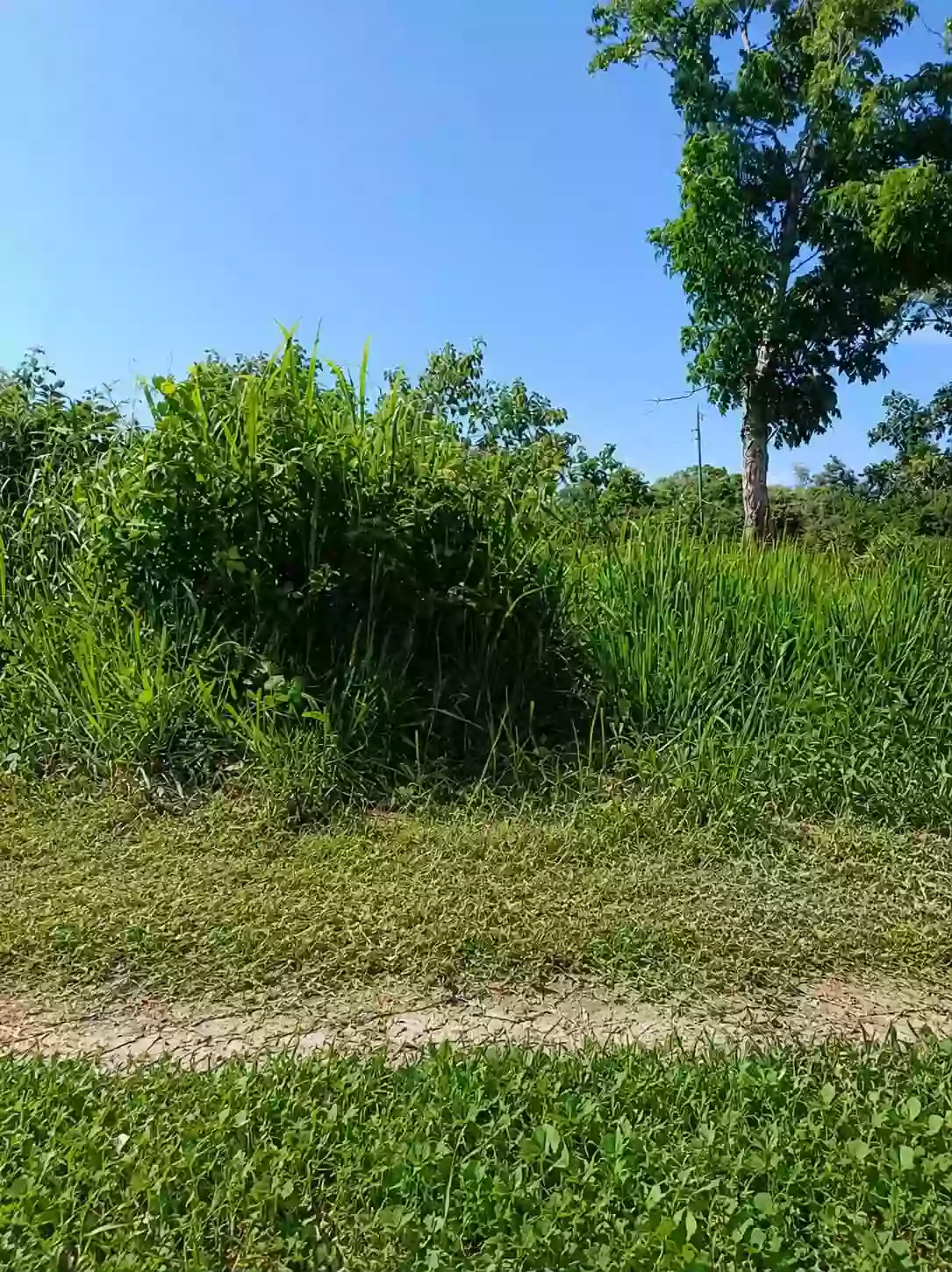 RESIDENTIAL LOT FOR SALE — Residential Lot in Pacol, Naga City, Camarines Sur — Photo 5