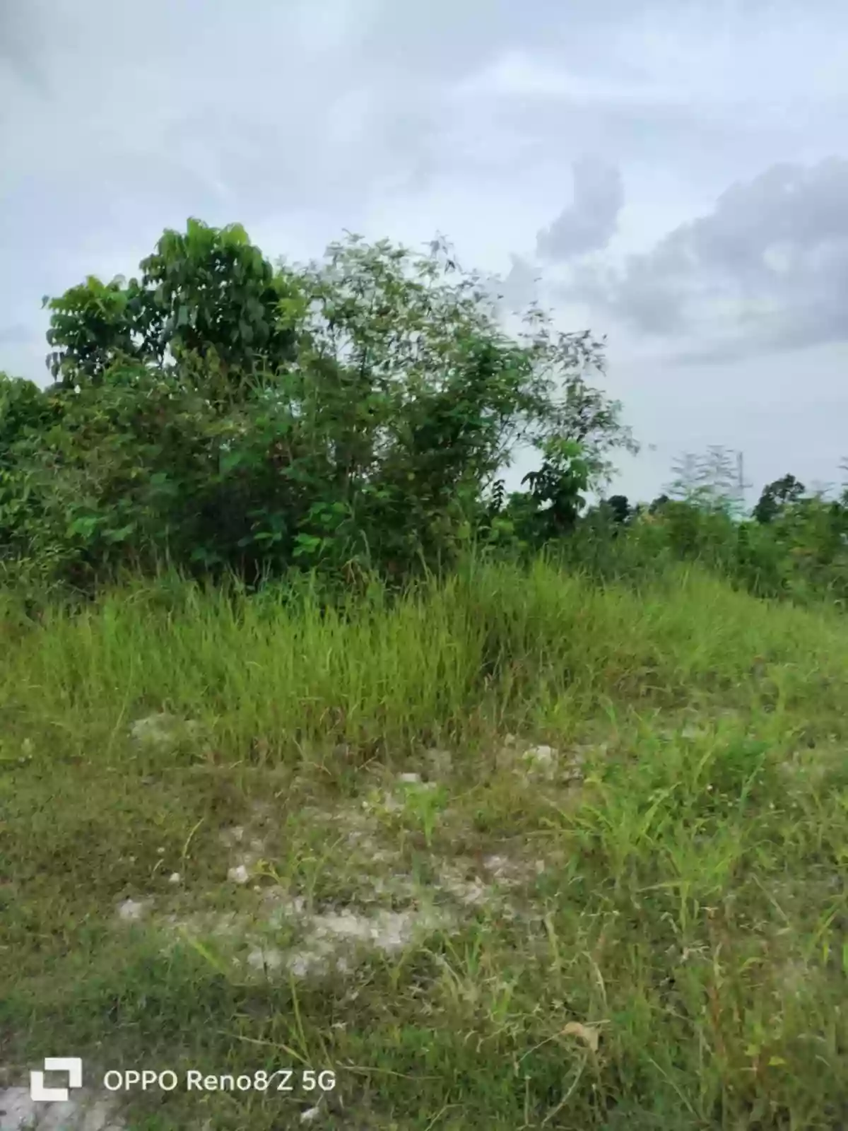 Lot For Sale in Liburon Carcar Cebu Visayas — Agricultural Lot in Carcar, Cebu, 6019 — Photo 5