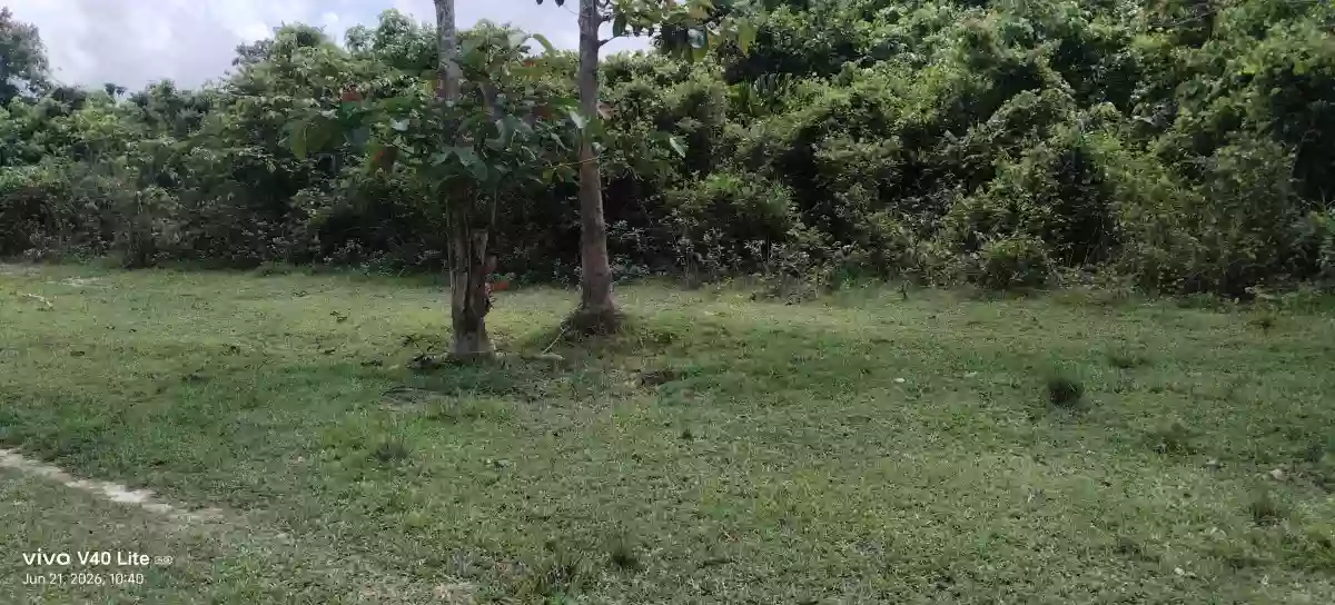 Rush Sale: 89,000 sqm Agricultural Lot in New Cuyo, Roxas, Palawan — Agricultural Lot in Roxas, Palawan, 5308 — Photo 3