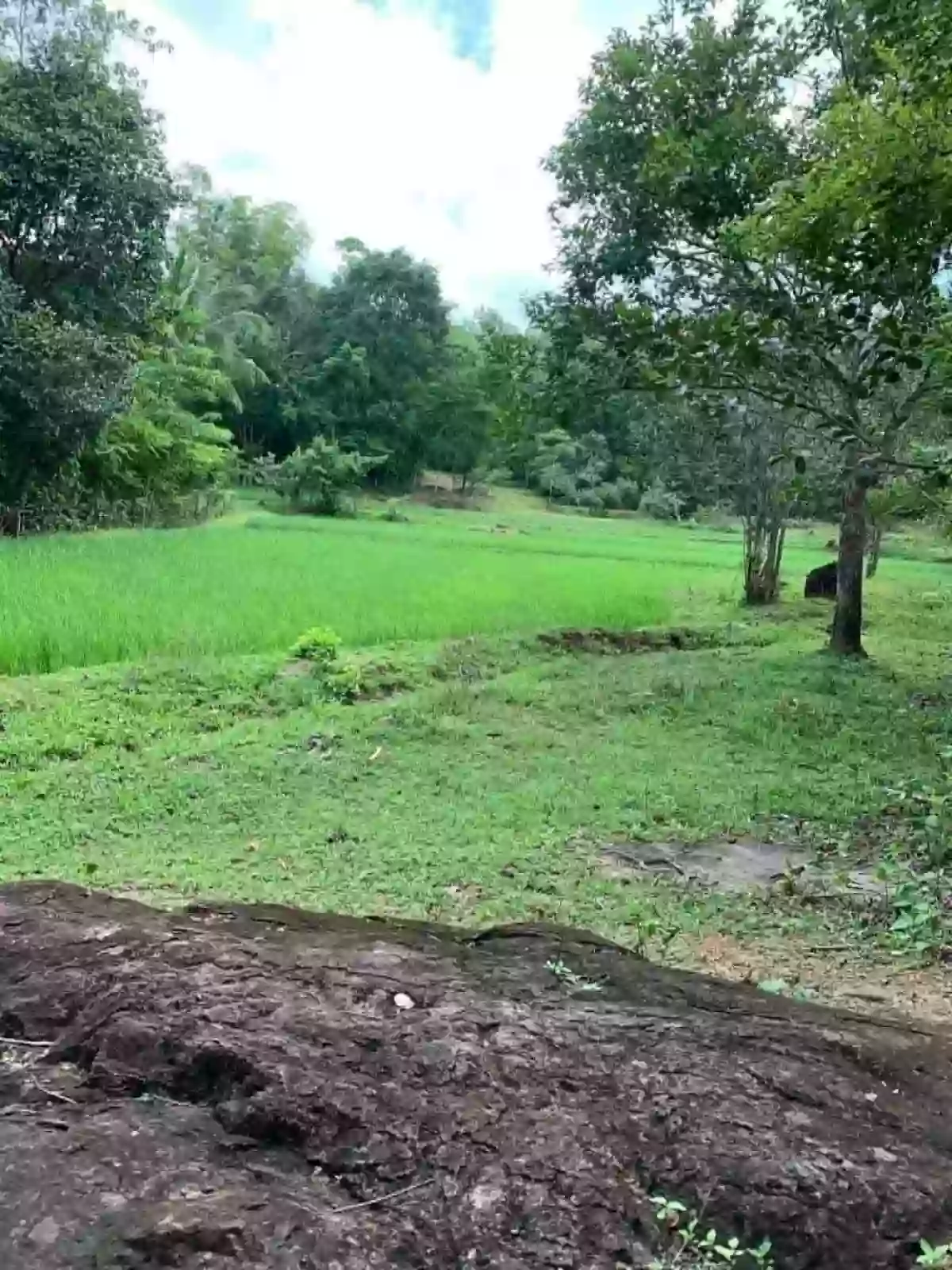 Agricultural Lot for Sale Near Camp Serenity, Nueva Valencia — Calaya — Agricultural Lot in Nueva Valencia, Guimaras, 5046 — Photo 3