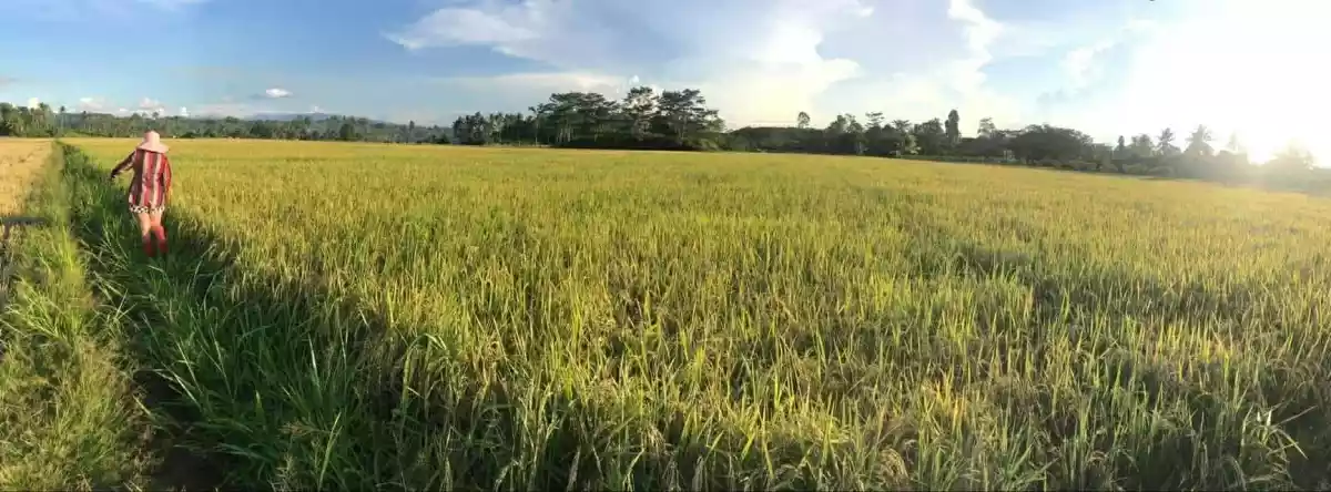 For Sale: 10-hectare Rice Land in Trento, Agusan del Sur — Agricultural Lot in Trento, Agusan del Sur, 8505 — Photo 5