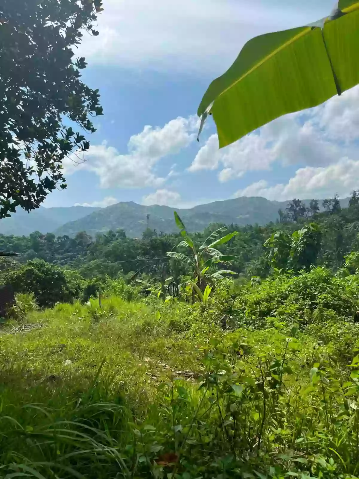 ๐ฅ FOR SALE | TITLED MOUNTAIN LOT IN CEBU CITY ๐ฅ ๐ Brgy. Bonbon, Cebu City (Accessible via Busay / Transcentral Highway) โ Agricultural Lot in Cebu City, Cebu, 6000 โ Photo 3