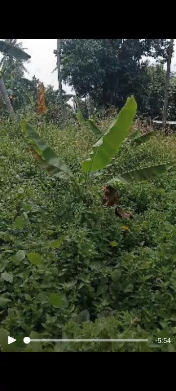 For Sale — Agricultural Lot in San Nicolas, Panabo, Davao del Norte — Photo 5